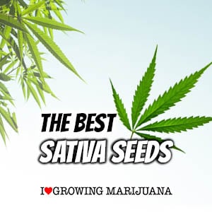High Sativa Seeds