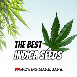 High Indica Seeds